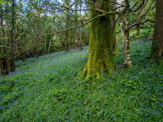 Cornish Forest with Bluebells.