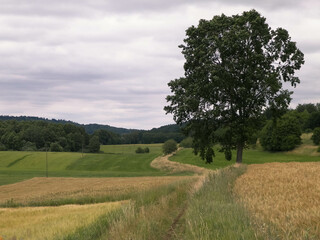 Fototapeta premium Fields and meadows of Wiezyca. Kashubia Region. Poland