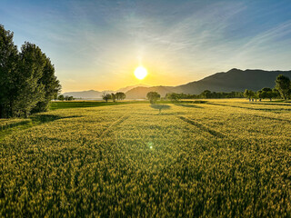 Bright sunset over green wheat field in countryside of Pakistan.