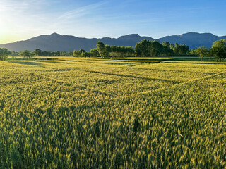 Agricultural field with young green wheat sprouts on a sunny day with blue sky background