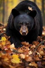 Obraz premium A large black bear is walking through a forest of colorful fall leaves.