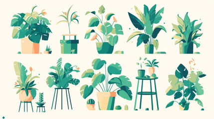 Green-leaf house plant growing in pot. Interior hou - obrazy, fototapety, plakaty