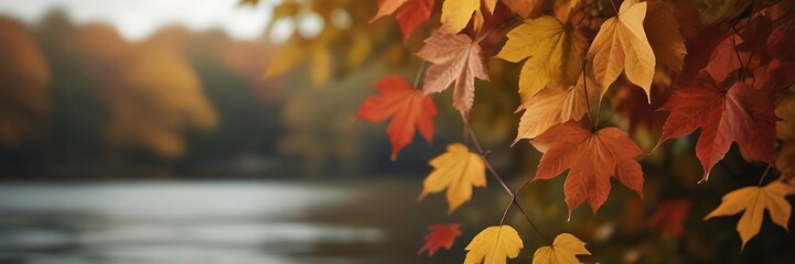 Colorful autumn maple leaves on a tree branch. Golden autumn foliage leaves background with copy space. - obrazy, fototapety, plakaty