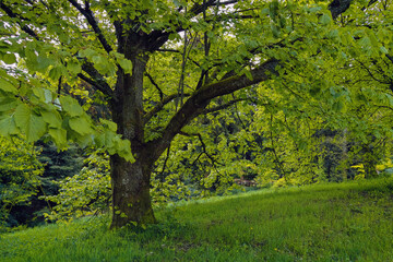 Natur im April, starke Bäume im Park