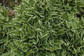 Natur im April, frische Blätter der Host Funkie im Park
