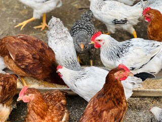 chicken eats feed and grain at eco chicken farm, free range chicken farm. 
