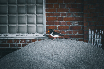 Oystercatcher in an abandoned factory area