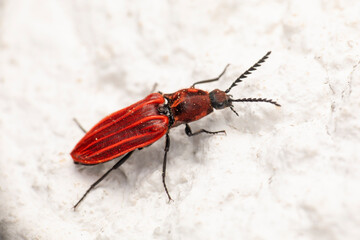 Roter langer Käfer an Hauswand makro