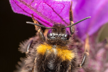 Hummel an Schopflavendel makro