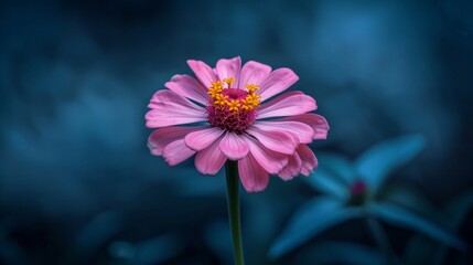 A pink flower with a yellow center on a dark backdrop