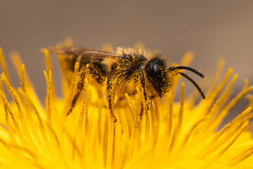 Wildbiene mit Pollen an Löwenzahn makro