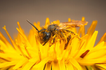 Wildbiene mit Pollen an Löwenzahn makro