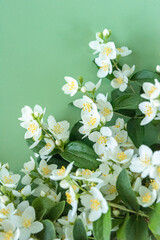 blooming jasmine in the garden in spring