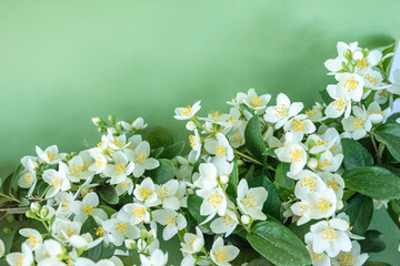 blooming jasmine in the garden in spring