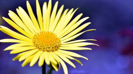 yellow chamomile flowers, flora background. large flower of field daisy. yellow flowers on the...
