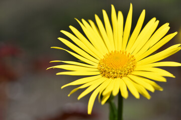 beautiful delicate yellow chamomile flowers, background. large flower of field daisy. yellow flowers on the flowerbed. floral background. yellow chamomile in spring or summer, in the sun.
