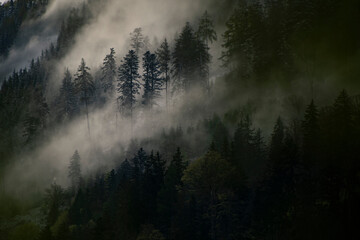Nebel über Wald - obrazy, fototapety, plakaty