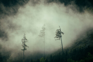Bäume im Nebel - obrazy, fototapety, plakaty