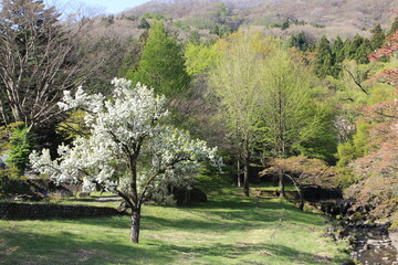 塩原温泉の春　モクレンと葉桜