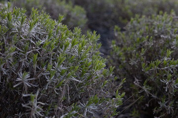 Close-up of lavender leaves