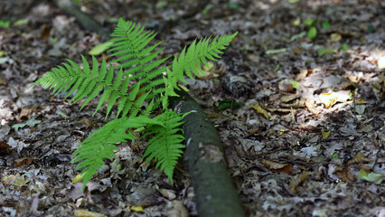 Colorful ferns leaves green foliage natural floral fern background in sunlight. green fern leaves in the forest for background. Natural green fern leaves texture in the forest close up