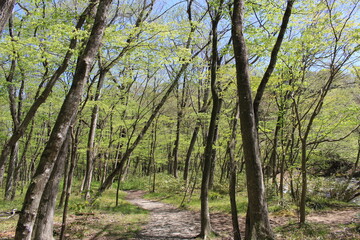 那須塩原木の俣渓谷のオオバヤナギの森