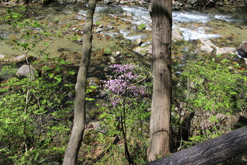 那須塩原木の俣渓谷の渓流