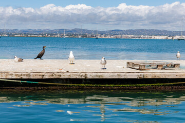 Goélands et grand cormoran sur le quai du port de l'île de Culatra au Portugal avec en...