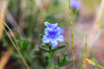 Close-Up of Delicate Blue Wildflower in Bloom in the Countryside