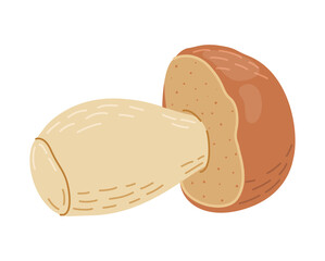 Porcini forest mushroom. Hand drawn boletus edulis fungus. Porcini fresh edible mushrooms flat style decor element. Cep. King bolete on white background. Penny bun Vector illustration