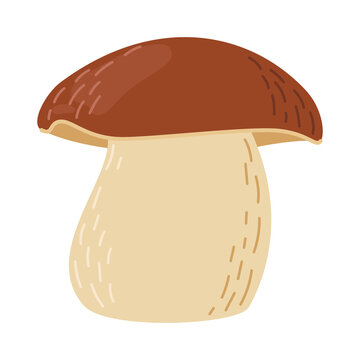 Porcini forest mushroom. Hand drawn boletus edulis fungus. Porcini fresh edible mushrooms flat style decor element. Cep. King bolete on white background. Penny bun Vector illustration