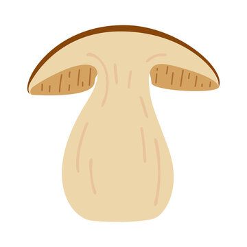 Sliced Porcini forest mushroom. Hand drawn boletus edulis fungus. Porcini fresh edible mushrooms flat style decor element. Cep. King bolete on white background. Penny bun Vector illustration