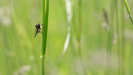 Asilidae. Eurytoma schreineri. Bibionomorpha. mosquito. Mosquito resting on green grass. Male and female mosquitoes, insect predator. insect close-up, macro photo. pest, parasite