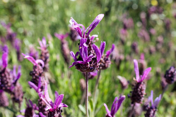 Close-Up of Purple Lavender Flowers in Bloom under Clear Blue Sky
