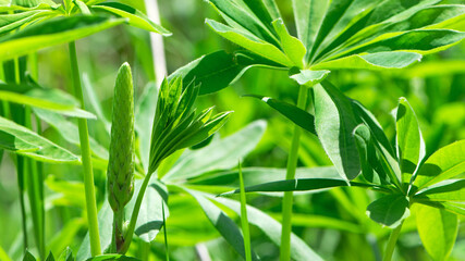 green leaves of Lupinus polyphyllus with soft sunlight in the garden, Large-leaved lupine, Vaste lupine, plant is a species of lupin, Nature floral background. green spring or summer background