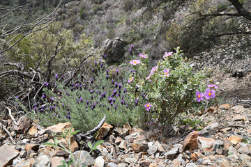 Beautiful landscape in the Pyrenees with Spanish lavender and grey-leaved cistus