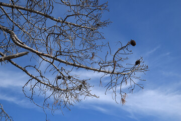 Blue sky and dry branches of pine tree with cones