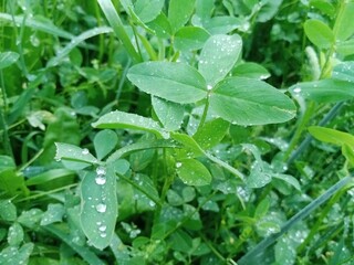 Beautiful and attractive green leaves closeup picture