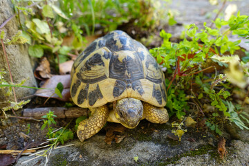 A steady turtle, slowly but surely, always healthy and taking steps every day