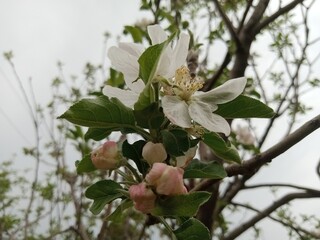 Beautiful white apple flowers closeup picture
