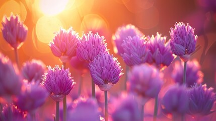 Soft purple heads of chives stand tall in the amber embrace of evening light