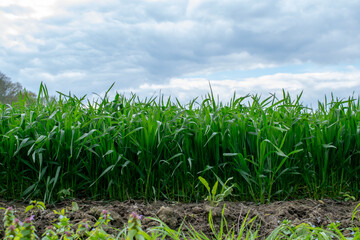 sprouting grain, the edge of agricultural crops