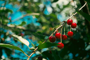 Sun-kissed cherries amidst leaves convey a mood of abundance and prosperity. Apt for marketing...