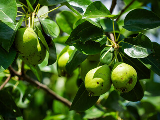 Green pears and leaves under sunlight; an image reflecting growth and nature’s bounty, suitable for educational materials in botany or nutrition.