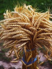 Harvested wheatsheaves in focus amidst natural setting indicating organic farming practices.