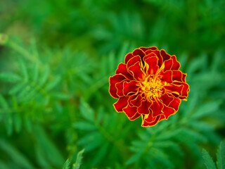 A solitary marigold stands out with its bold colors against a sea of green, symbolizing uniqueness and the beauty in standing alone.