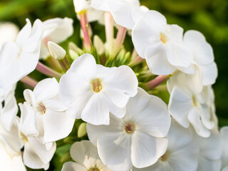 The image showcases delicate white blooms amidst verdant foliage, offering a sense of renewal and growth, making it perfect for inspirational messages.