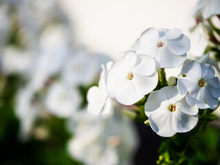 Contrasting white flowers against dark leaves, highlighting the beauty of nature. Suitable for garden catalogs or botanical illustrations.