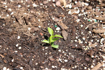 plant growing in soil