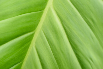 Fresh green leaf background in a tropical rainforest